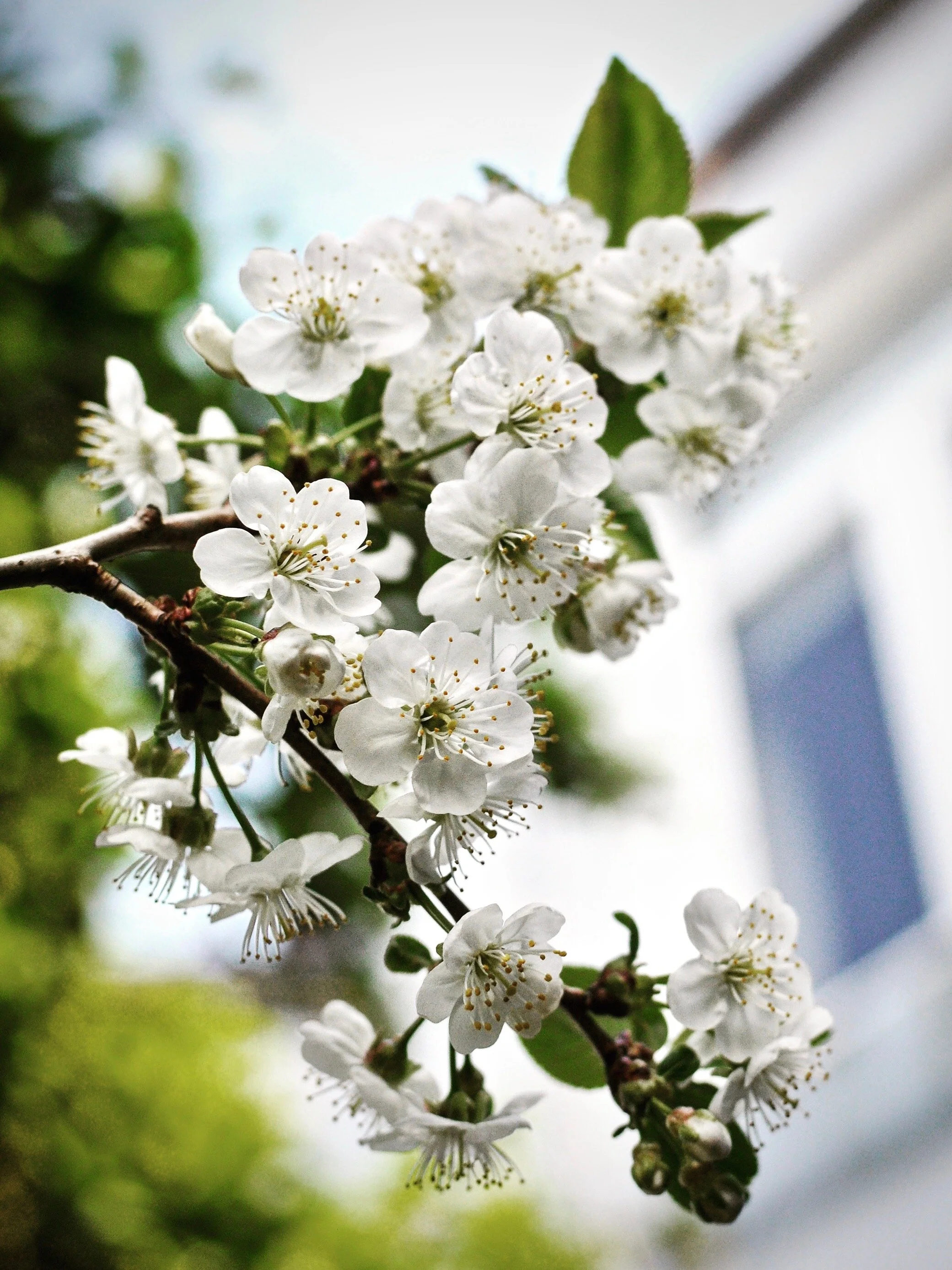 Sakura Cherry Blossoms — E・M・O・S・I・W・N